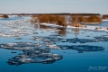 037_Biebrza - marzec 2013